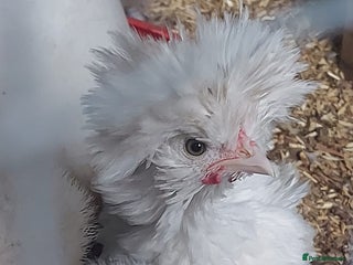 Chickens poultry - Advert 9