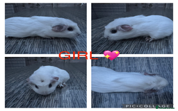 Guinea Pig rodents for sale: Purebred Teddy,Funky+smooth piggy’s (Boys+Girls) - Image 13
