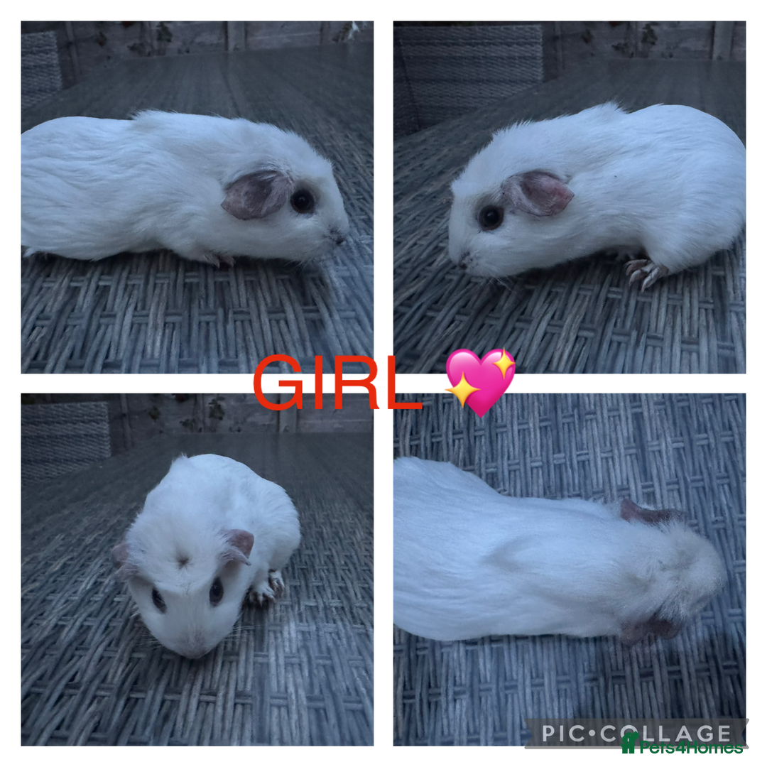 Guinea Pig rodents for sale: Purebred Teddy,Funky+smooth piggy’s (Boys+Girls) - Image 13