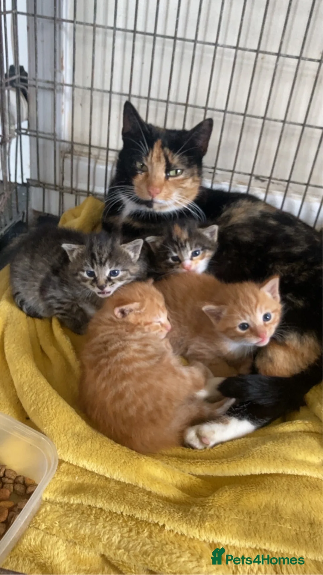 Maine Coon cats for sale: Maine coon kittens  - Advert 2