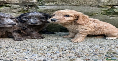 Cockapoo dogs BEAUTIFULL F1 COCKAPOO PUPPYS - Advert 14