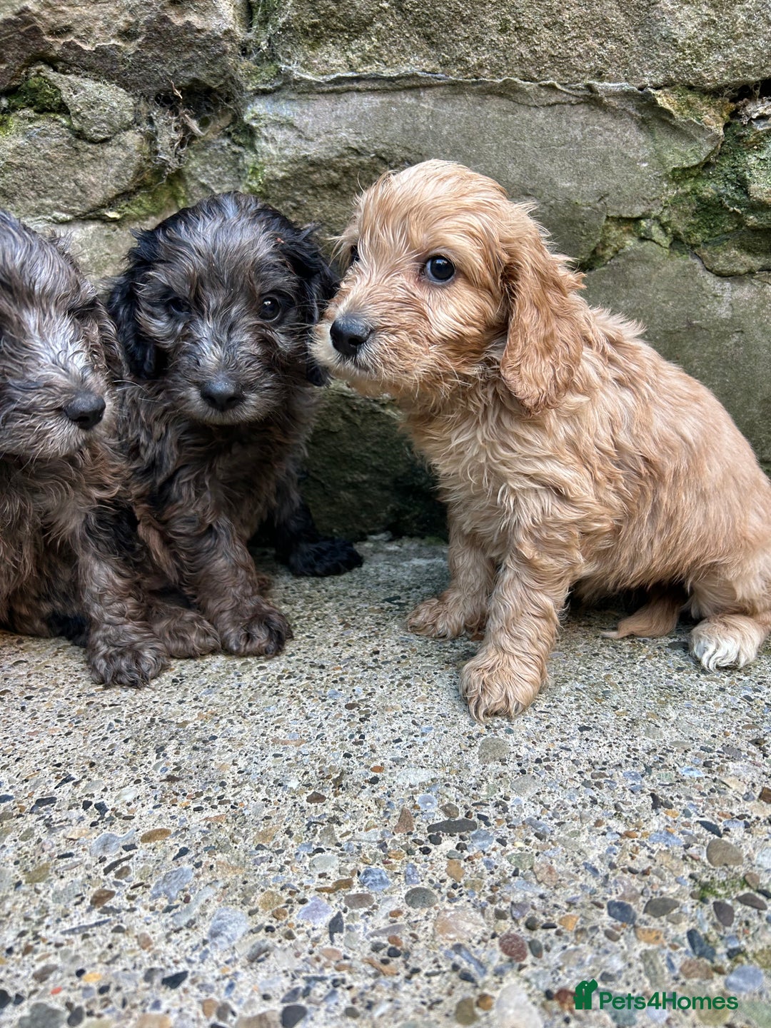 Cockapoo dogs for sale: BEAUTIFULL F1 COCKAPOO PUPPYS - Advert 14