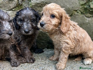 Cockapoo dogs BEAUTIFULL F1 COCKAPOO PUPPYS - Advert 12