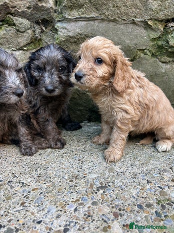 Cockapoo dogs BEAUTIFULL F1 COCKAPOO PUPPYS - Advert 2