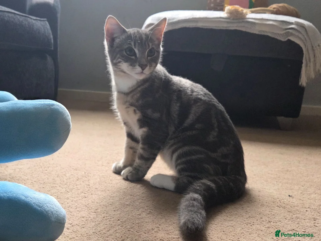 Mixed Breed cats for sale: 6 month old Male kitten - Advert 2