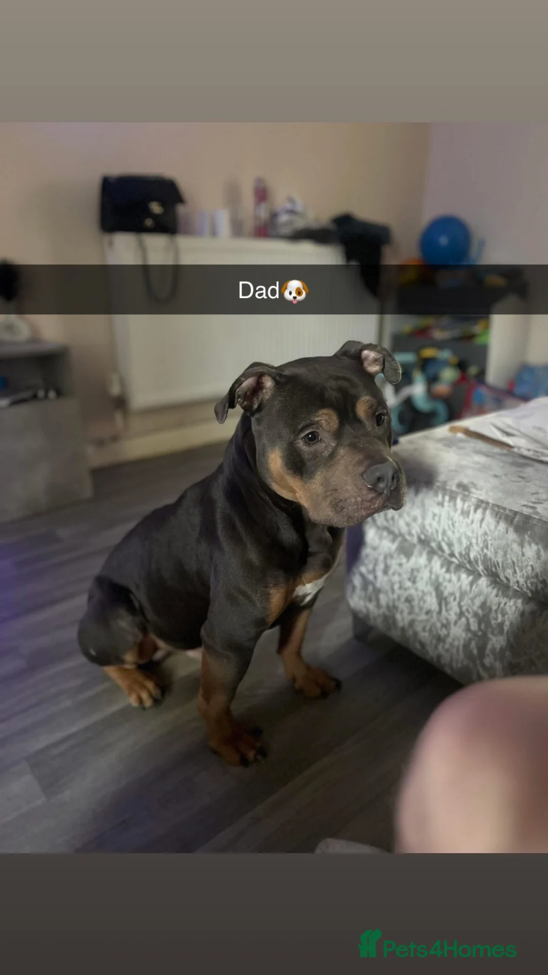 American Bully dogs for sale: Pocket bully for sale  - Advert 7