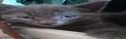 Mixed Breed cats for sale: Beautiful kitten female for sale  - Advert 7