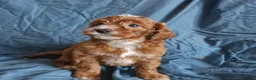 Cavapoo dogs for sale: Cavapoo puppies  - Advert 8