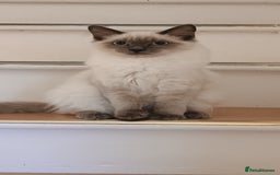 Ragdoll cats for sale: Ragdoll female  - Image 1