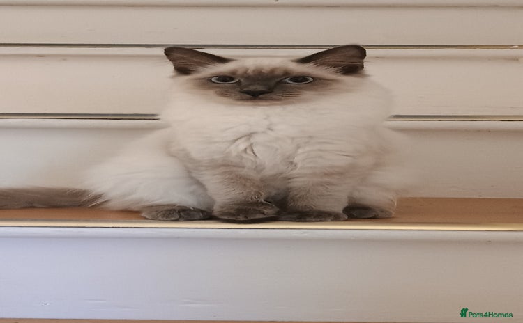 Ragdoll cats - Advert 9