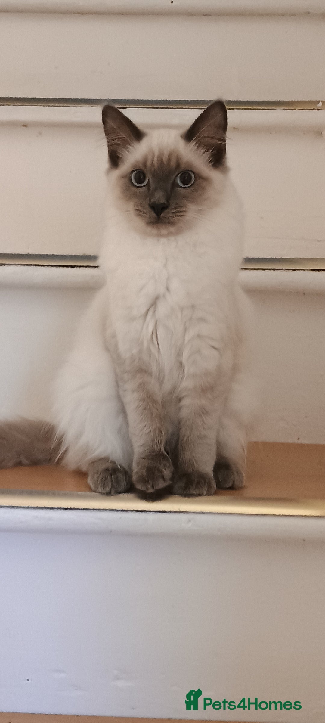 Ragdoll cats for sale: Ragdoll female  - Image 1