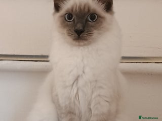 Ragdoll cats - Advert 36