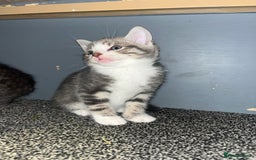Egyptian Mau cats for sale: Egyptian mau x - Image 26