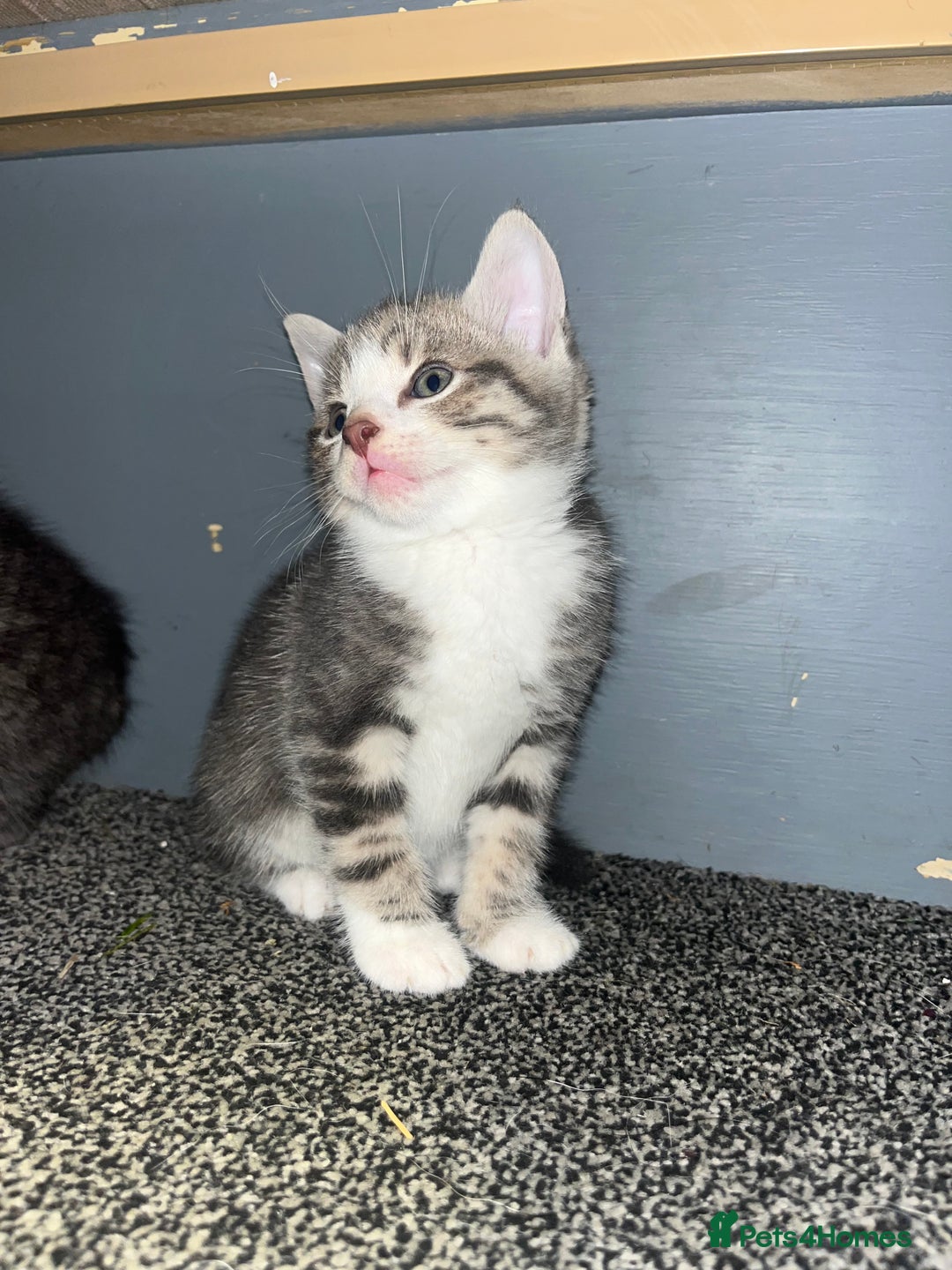 Egyptian Mau cats for sale: Egyptian mau x - Image 26