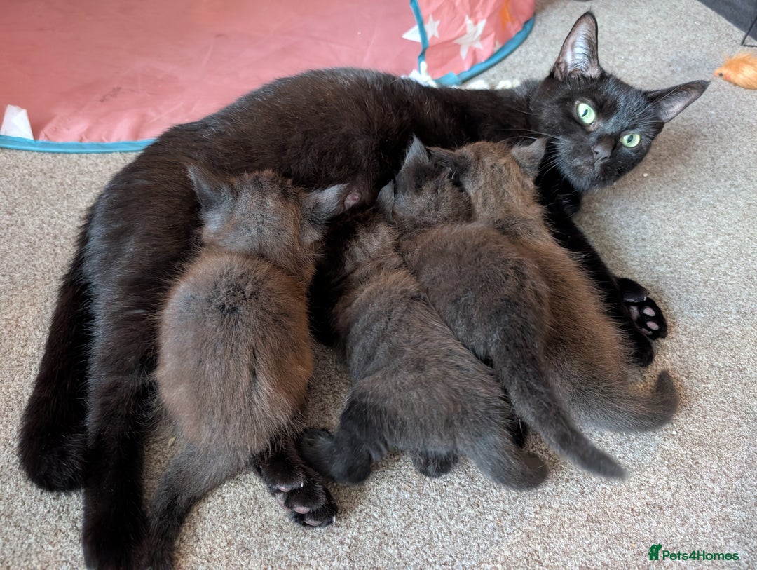Domestic Shorthair cats for sale: Dark coat Kittens w \ stunning blue eyes   - Image 3