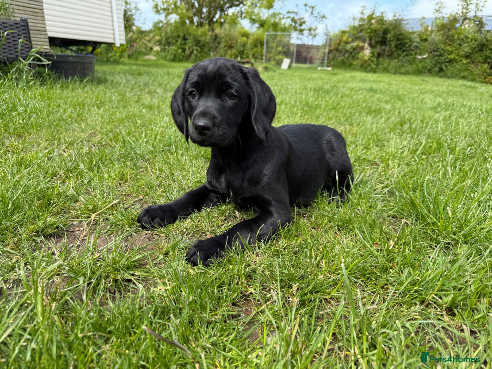 Springador dogs Spaniel x Labrador puppies  - Advert 11