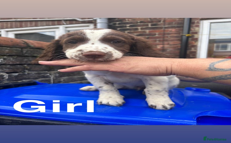 English Springer Spaniel dogs - Advert 8
