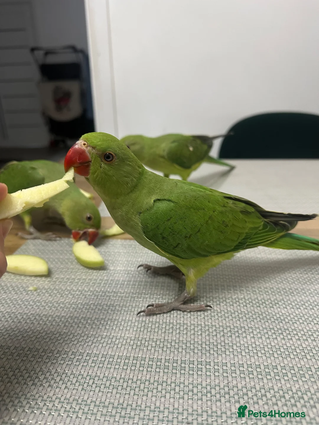 Parrots birds for sale: Alexandrine parakeet in Basildon - Advert 7