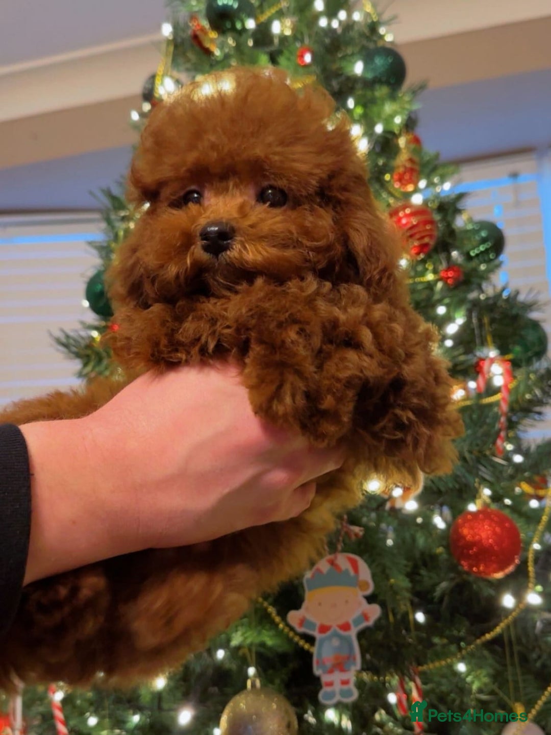 Toy Poodle dogs for sale: Asian Toy Poodle (Korean & Chineese) - Advert 7