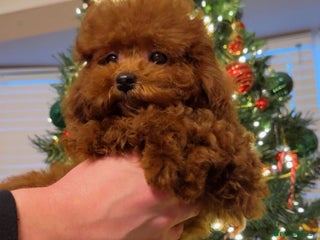 Toy Poodle dogs Asian Toy Poodle (Korean & Chineese) - Advert 16