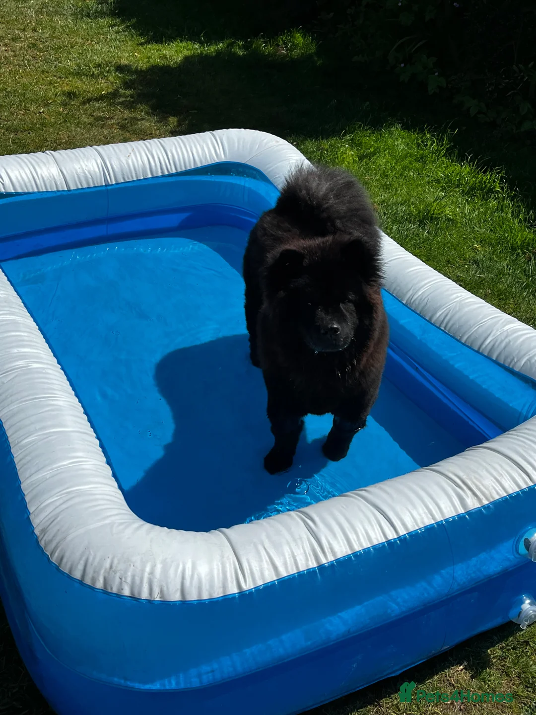 Chow Chow dogs for sale: Female 1 year old chow chow puppy - Advert 2