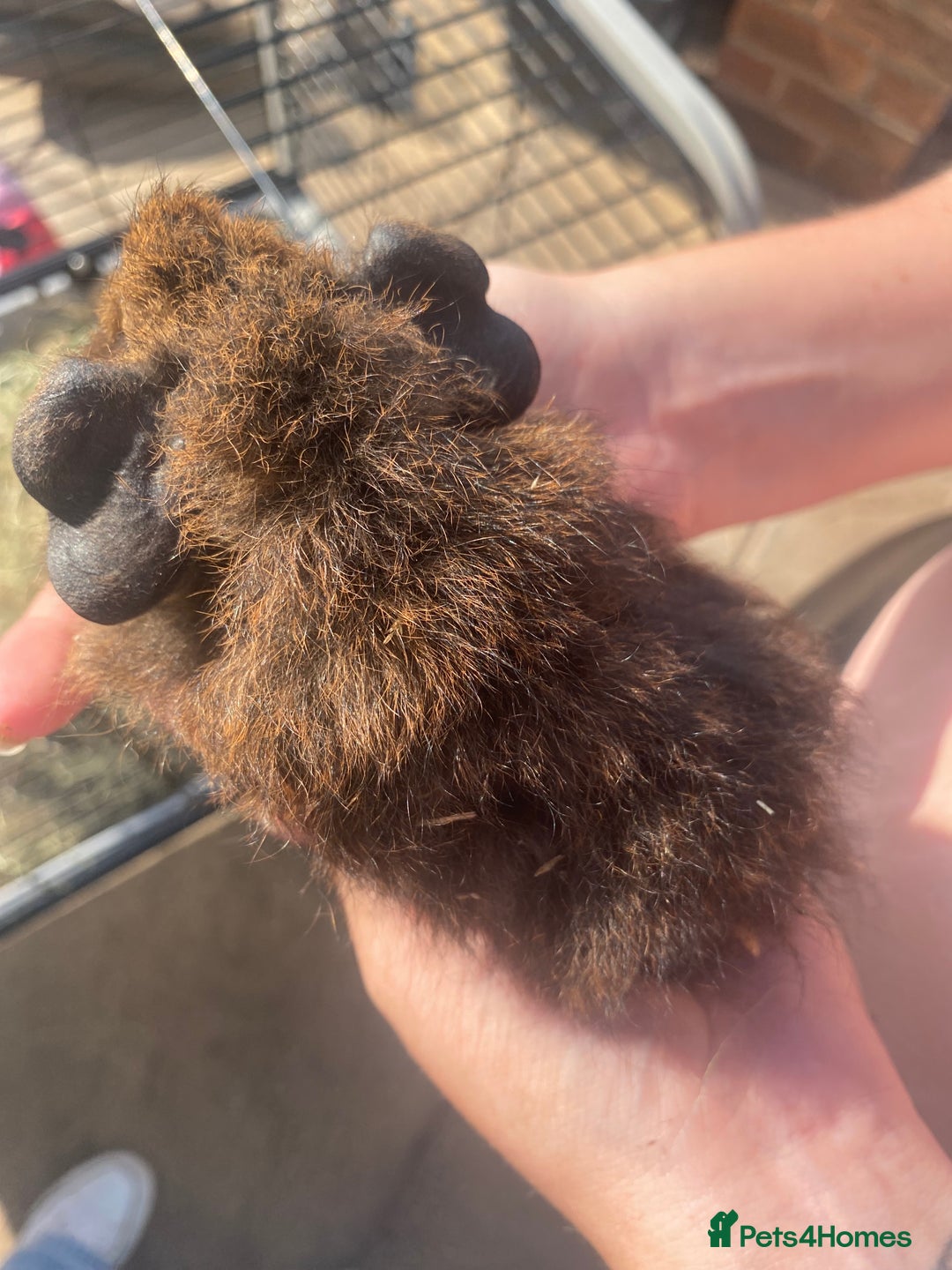 Guinea Pig rodents for sale: beautiful baby guinea pigs - Image 9