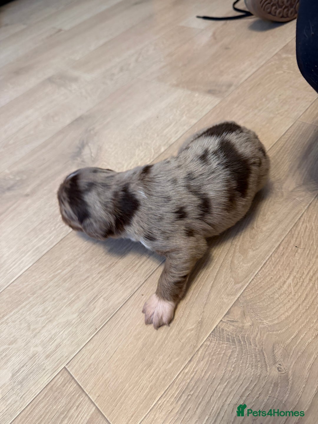 Sprollie dogs for sale: 6 Male Sprollies For Sale - Advert 16