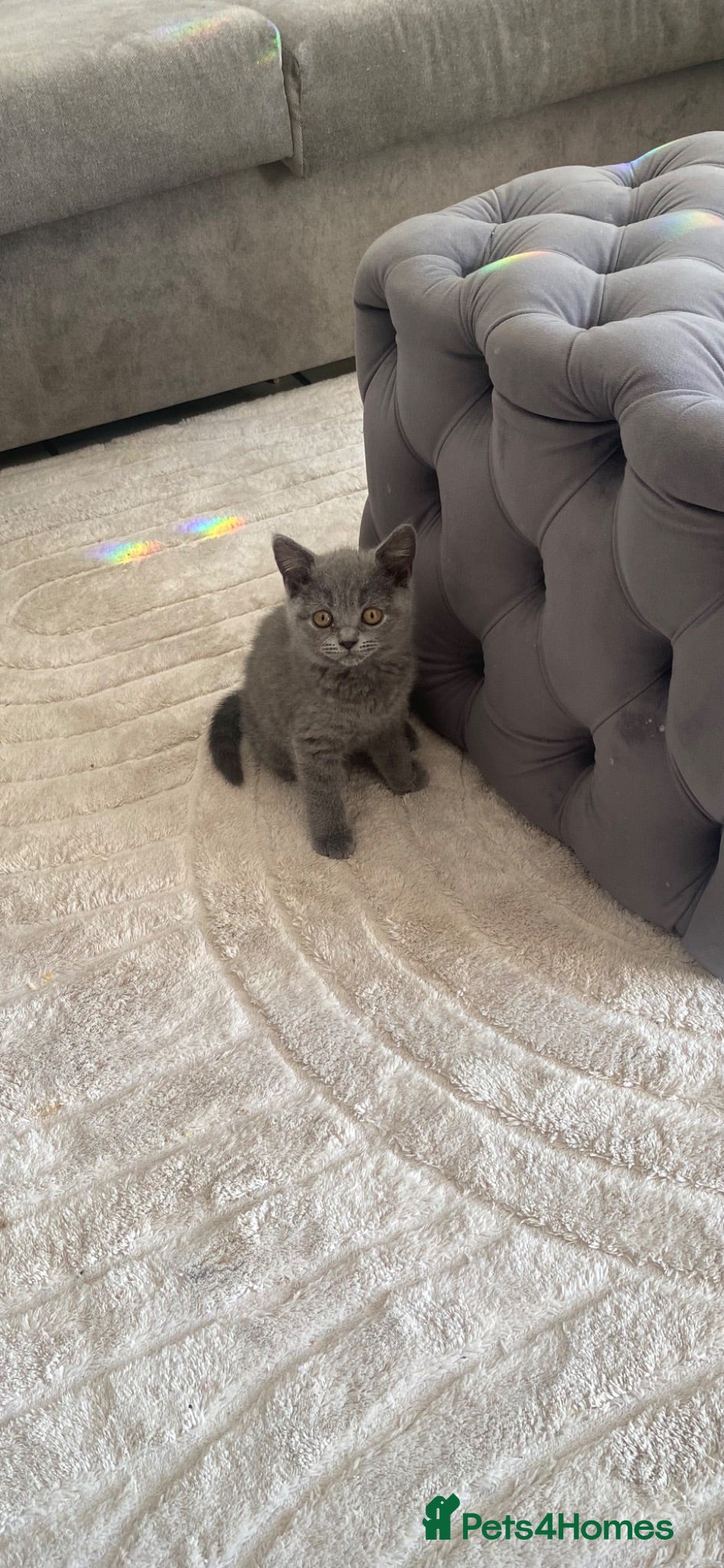 British Shorthair cats Beautiful British Blues *last 2 kittens left* - Advert 1