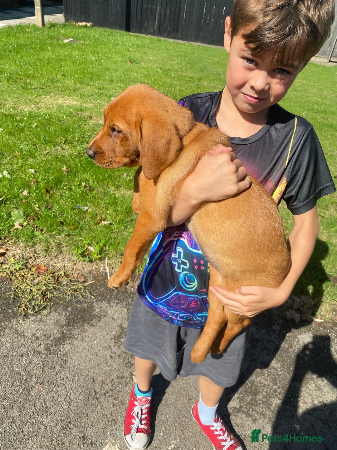 Labrador Retriever dogs for sale: Kc Labrador puppy ALLinjectionsfleawormchipinsured - Image 26