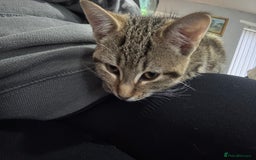 Mixed Breed cats for sale: Female kitten for sale - Image 2