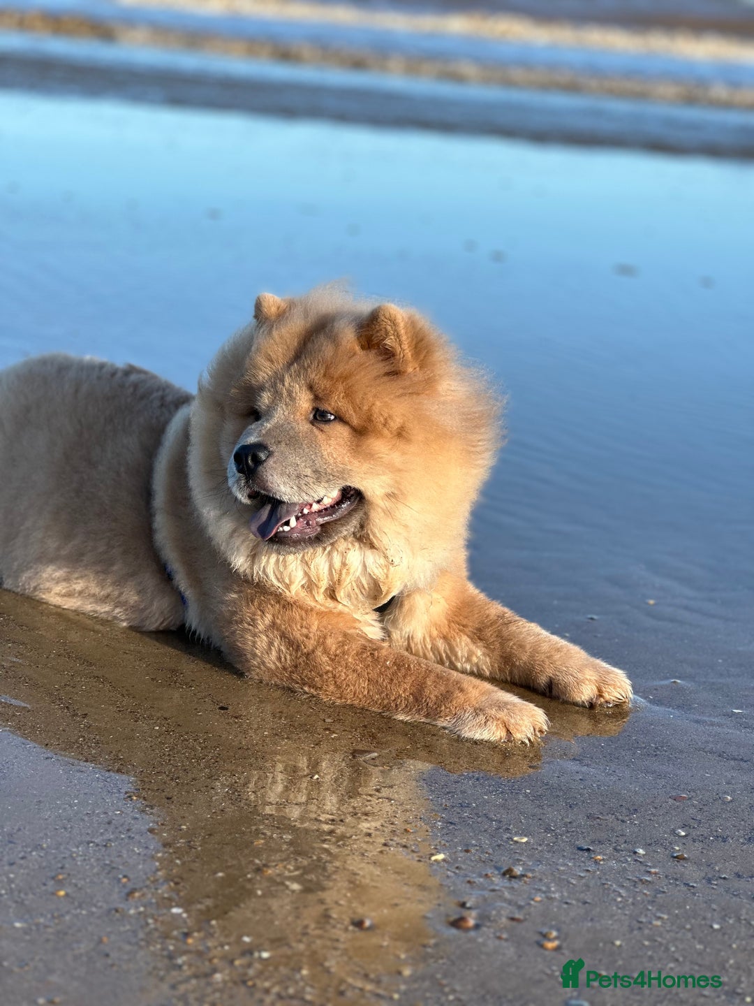 Chow Chow dogs for stud: Oscar  - Advert 3