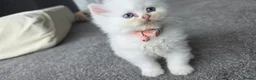 Persian cats for sale: adorable persian kittens in Hemel Hempstead - Advert 6