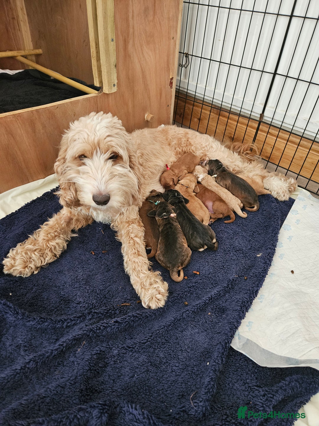 Cockapoo dogs for sale: Cockapoo Puppies - Image 13