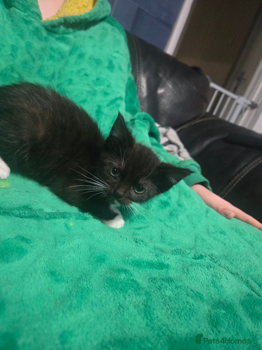 British Shorthair cats for sale: Black and white kitten - Advert 3