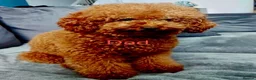 Cockapoo dogs for sale: 🐶F2 cockapoos 🐶 - Advert 3