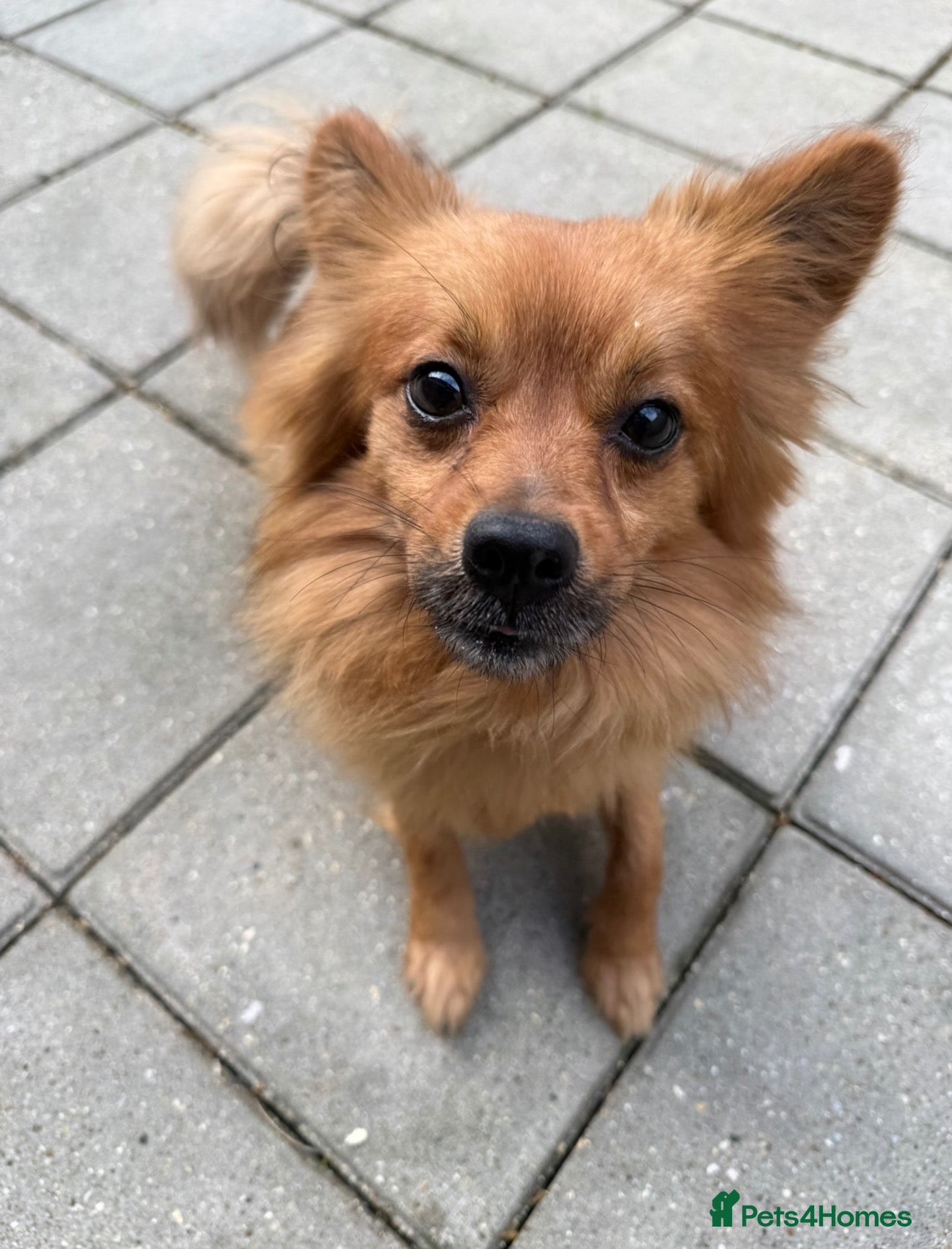 Pomchi dogs 5 yr old PomChi looking for new home :)  - Advert 14