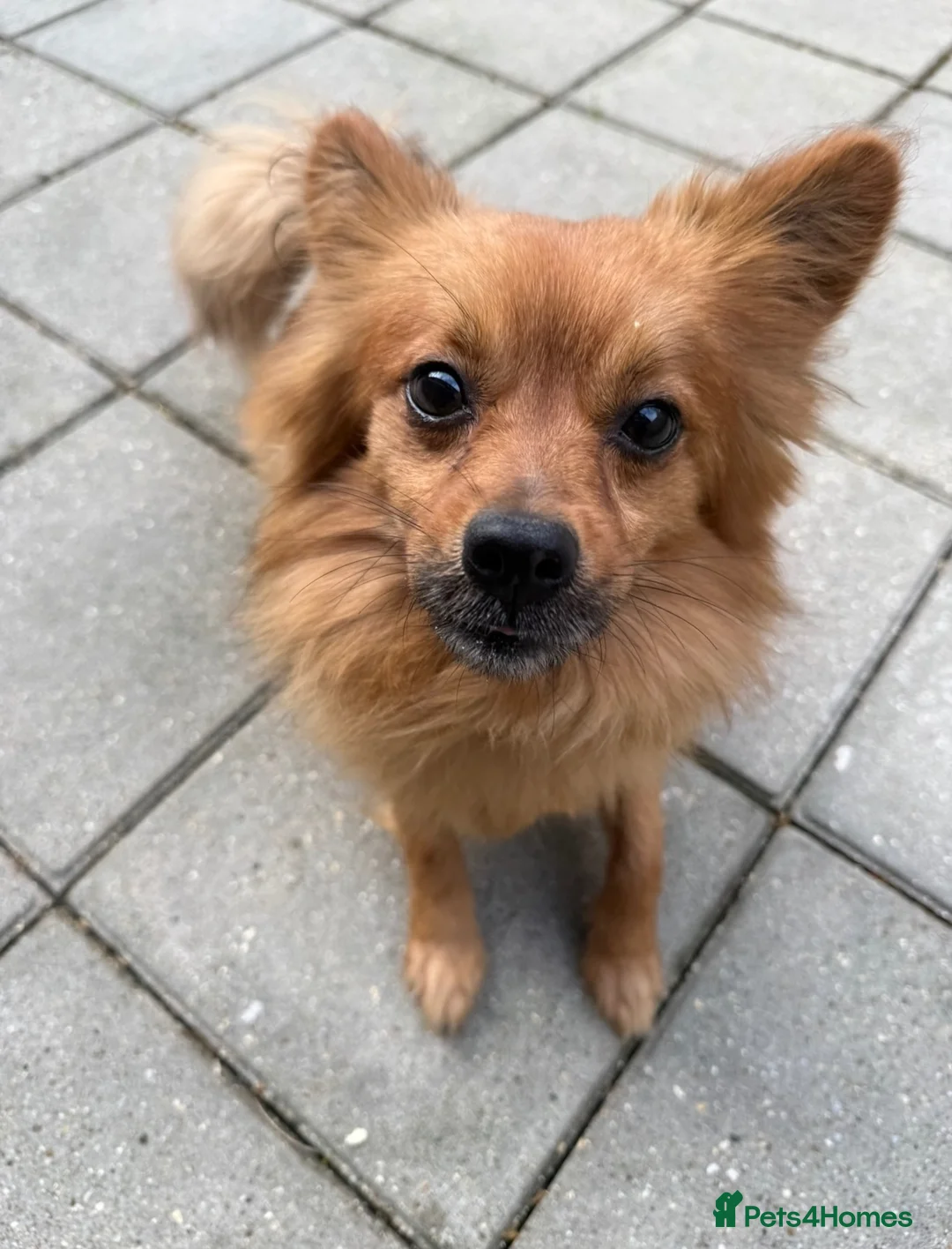 Pomchi dogs for sale: 5 yr old PomChi looking for new home :)  in London - Advert 1