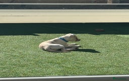 Mixed Breed dogs for sale: German sheppard mixed  - Image 4