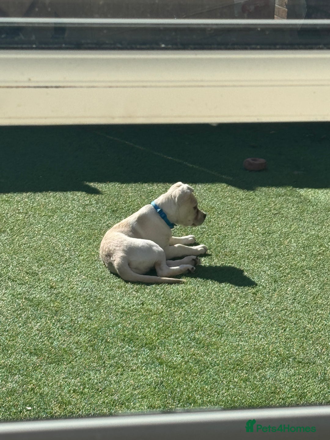 Mixed Breed dogs for sale: German sheppard mixed  - Image 4