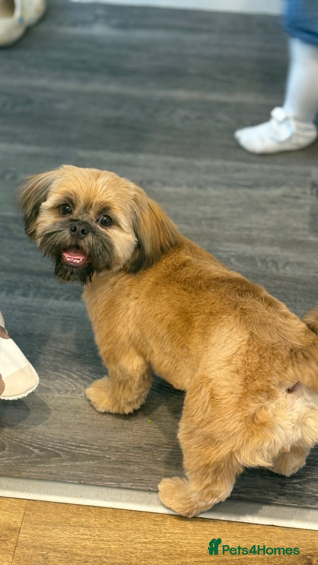 Shih Tzu dogs for stud: Rocco - Image 2