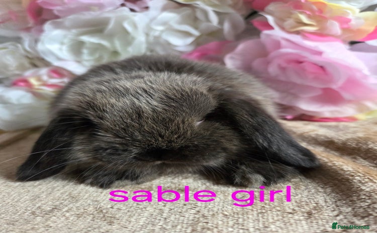 Mini Lop rabbits - Advert 2