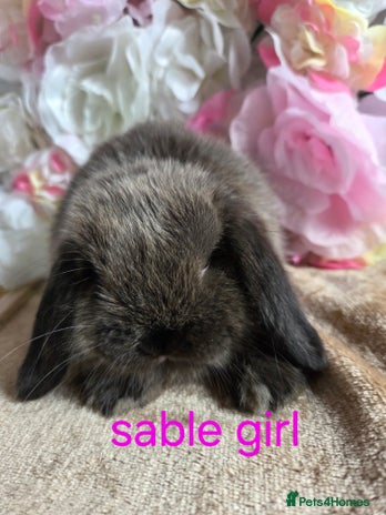 Mini Lop rabbits - Advert 4