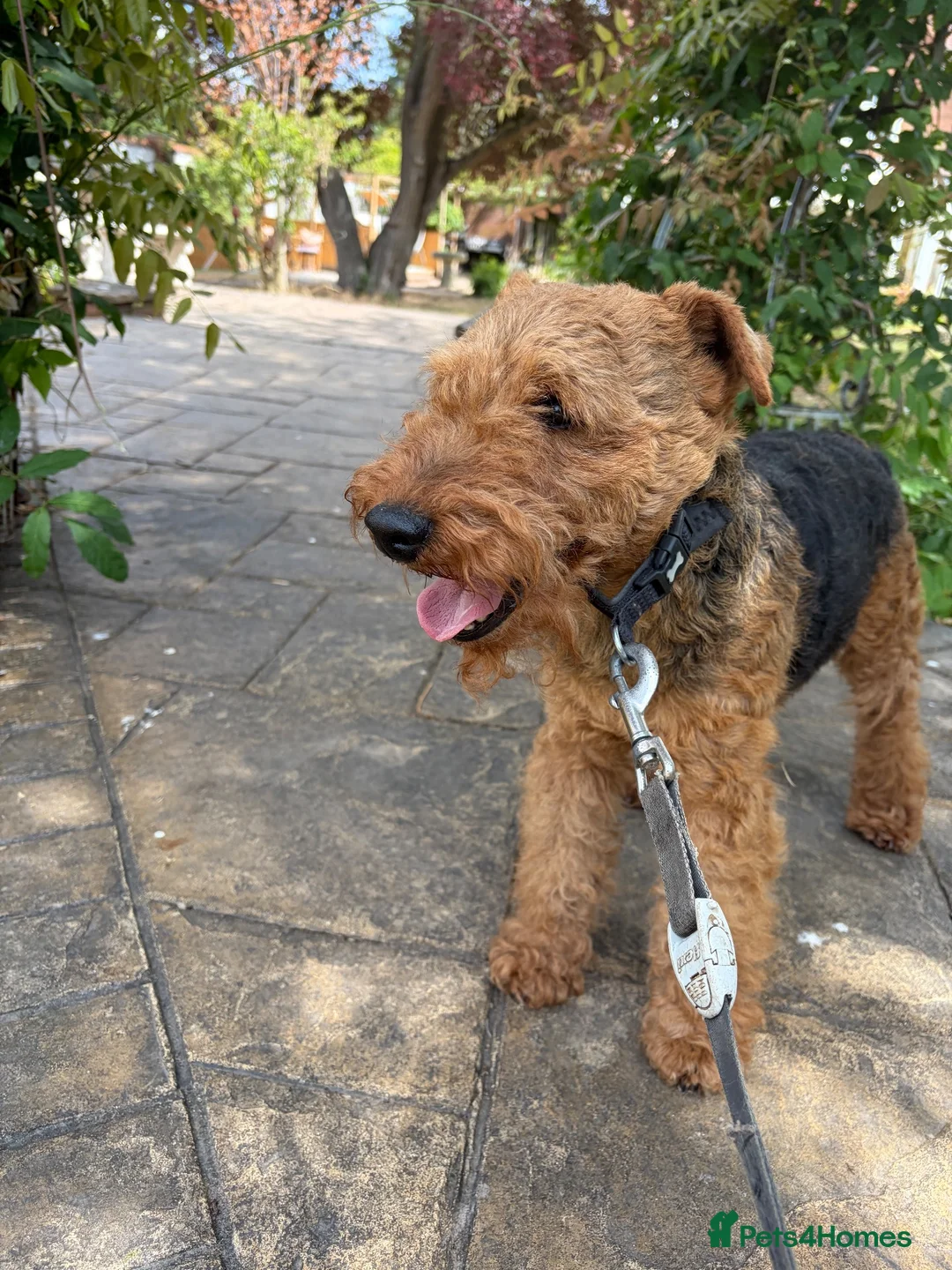 Welsh Terrier dogs for stud: KC Welsh Terrier Stud Dog - Advert 5
