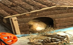 Guinea Pig rodents for sale: Geralt and Nugget  - Image 3