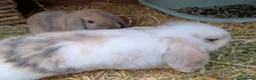 Dutch rabbits for sale: Bonded 10 week old dutch x french lop sisters - Advert 8