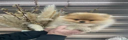Pomeranian dogs for sale: KC mini Pomeranian  - Advert 15