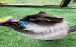 Ragdoll cats for stud: Active gccf stud chocolate carrier seal point  in Grantham - Image 20