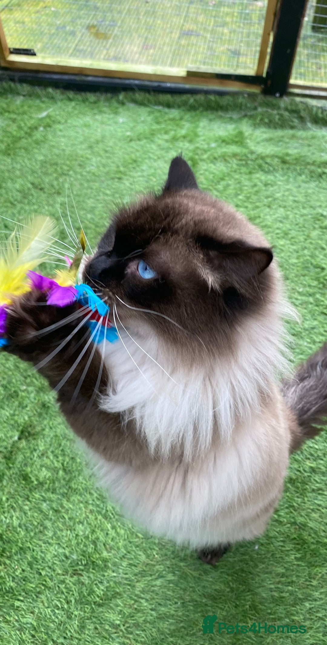 Ragdoll cats for stud: Active gccf stud chocolate carrier seal point  in Grantham - Image 20
