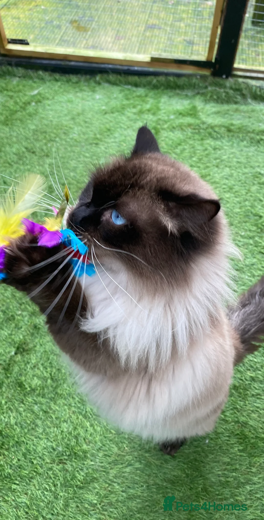 Ragdoll cats for stud: Active gccf stud chocolate carrier seal point  - Advert 20