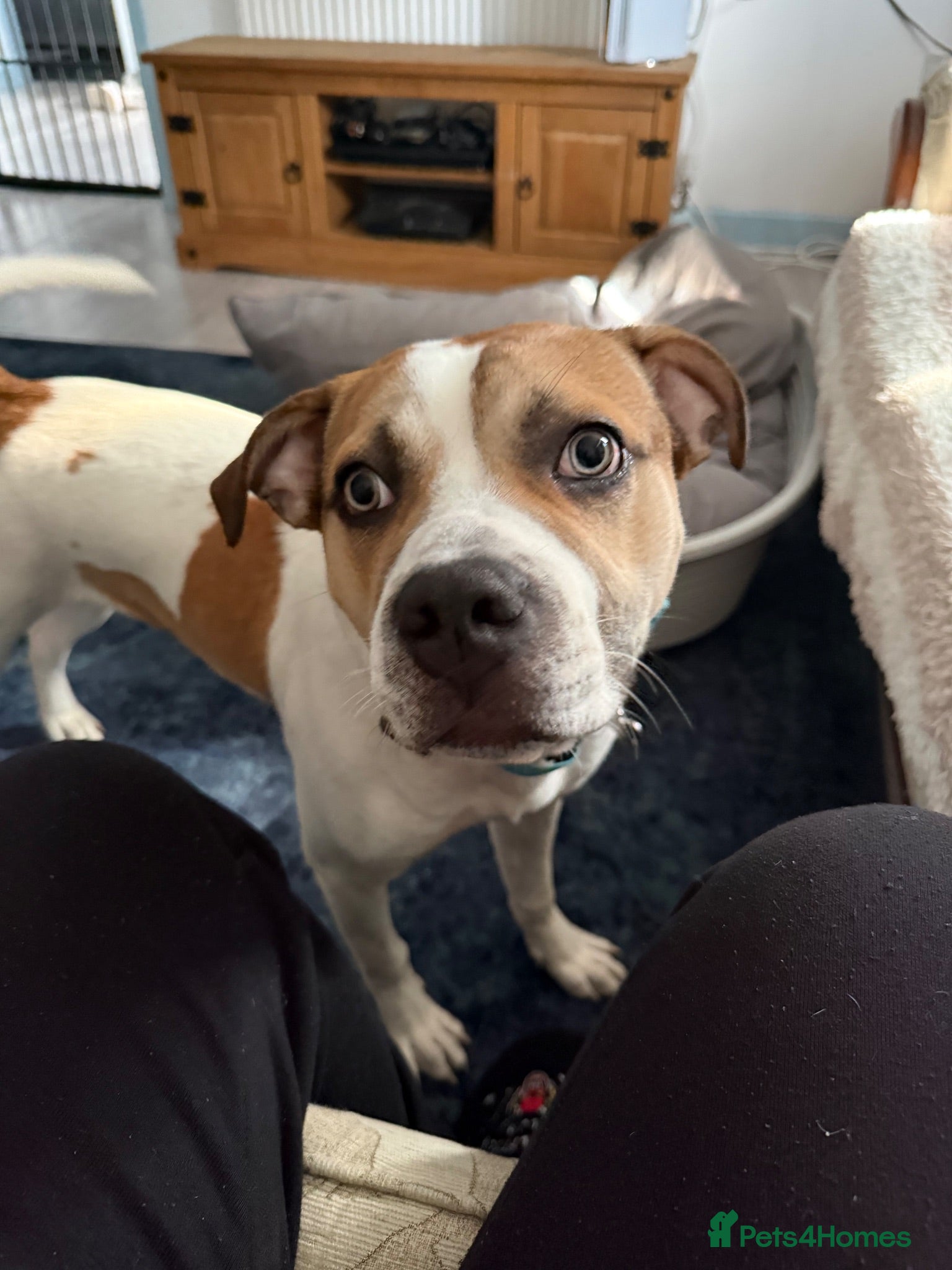 Mixed Breed dogs Dog to a good home  - Advert 4